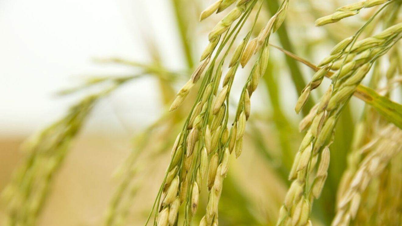 Orezul cultivat în Marea Britanie, de la glumă la realitate /  După cea mai fierbinte vară din istorie, prima cultură de orez britanic este gata de a fi recoltată