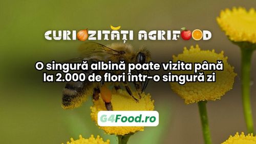 Curiozități agrifood - 20 mai | O singură albină poate vizita până la 2.000 de flori într-o singură zi