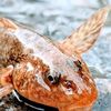 Aspretele, fosila vie din râul Vâslan, tot mai vulnerabil / Peștele contemporan cu ultimii dinozauri mai trăiește pe o lungime de râu de doar 450 de metri / Poluarea, barierele și debitul scăzut pun presiune pe specie