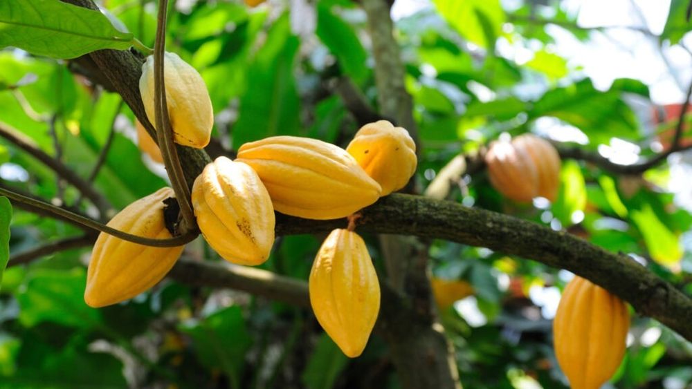 Un sistem de export paralel de cacao s-a dezvoltat în Coasta de Fildeș, cel mai mare producător mondial. Contrabanda este sprijinită de oficiali corupți dar guvernul încearcă să o limiteze folosind inclusiv armata la frontieră