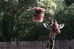 Înghețată pentru animalele de la zoo din Italia / Cum sunt protejate girafele, focile și hipopotamii din Roma în timpul caniculei