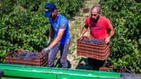 Raport european: exploatarea muncitorilor agricoli a crescut cu peste 70% în ultimii ani / Agricultura continuă să depindă puternic de forța de muncă sezonieră din afara Uniunii Europene