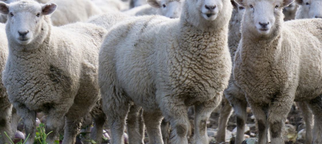 ANSVSA: România trebuie să își apere exporturile de ovine și contractele internaționale