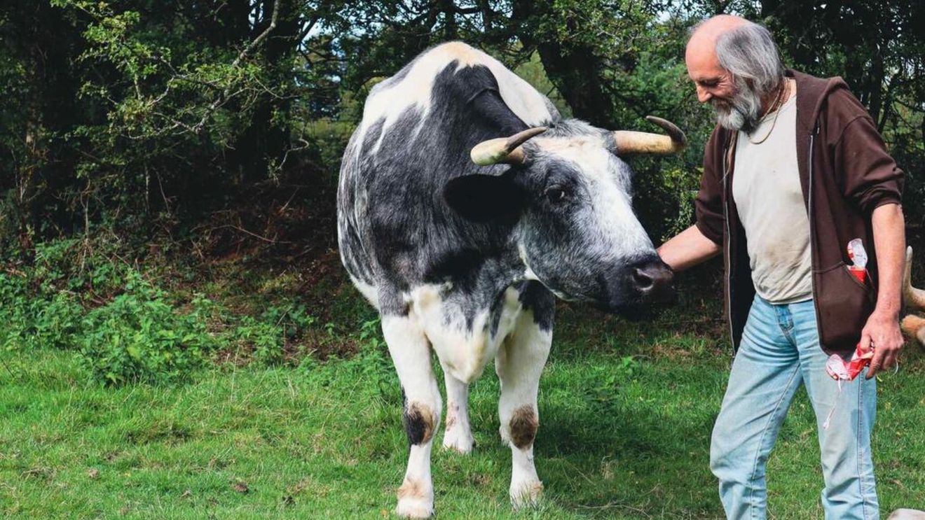 Cow Companions: Un fost călugăr a deschis un serviciu de „îmbrățișări de vaci” pentru reducerea stresului