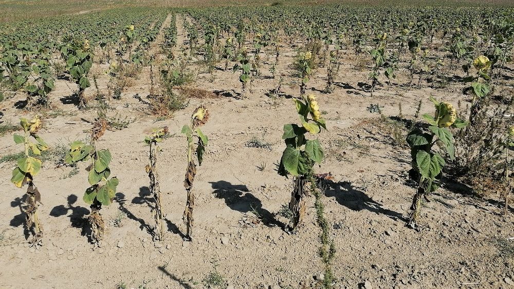 Studiu: Schimbările climatice ar putea crește cu până la 66% pierderile anuale din agricultură în UE până în 2050 / Christophe Hansen: „Băncile ar putea deveni și mai reticente în a-și asuma riscuri decât sunt în prezent”