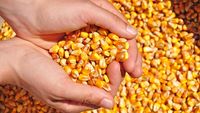 Argentina, exporturi record de porumb / Războiul și seceta schimbă rutele cerealelor