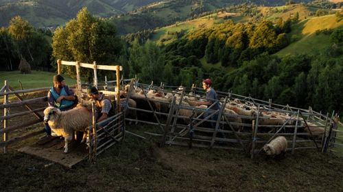 SONDAJ | Fermierii români, tot mai vulnerabili în fața schimbărilor climatice: Majoritatea agricultorilor afirmă că apa devine problematică, că numărul insectelor polenizatoare este în descreștere, iar ploile au devenit foarte acide și dăunătoare