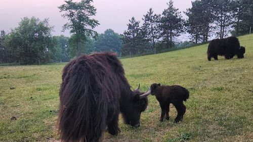 O fermă de iaci liniștită din nordul Michiganului le oferă oaspeților o „pauză de la realitate”