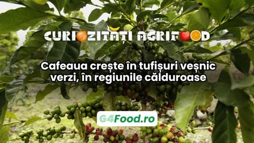 Curiozitate agri-food: Cafeaua crește în tufișuri veșnic verzi, în regiunile călduroase
