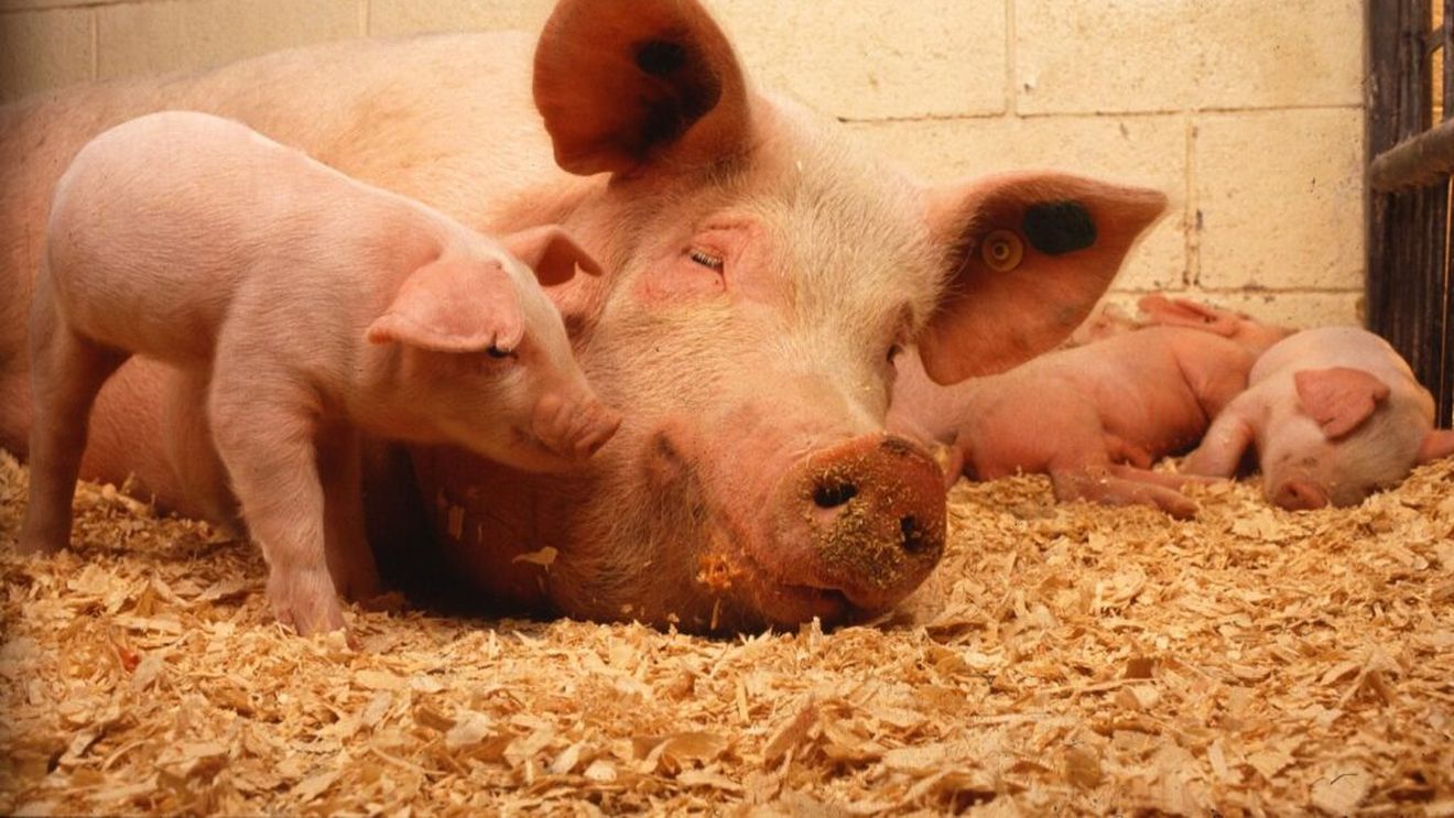 O companie vrea să aducă pe piață carne de la porci editați genetic / Animalele sunt imune la sindromul respirator și reproductiv al porcinelor