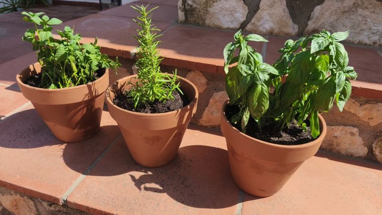VIDEO | O mică grădină acasă? Iată cum să cultivi în bucătărie sau pe balcon propriile plante aromatice