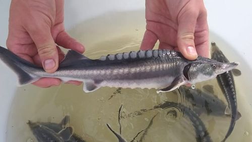 De la comerț cu pește la salvarea sturionilor, un pas mic cu efecte majore / Producător român de caviar: „Când am început să investim în reproducere nu ne-am gândit neapărat să ajungem să comercializăm caviar. Am pornit cu un proiect de mediu, să facem puiet și să populăm în diferite faze de dezvoltare”
