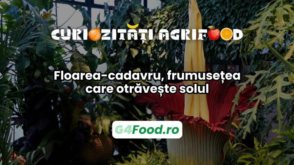 Curiozitate agri-food: Floarea-cadavru, frumusețea care otrăvește solul / Planta eliberează substanțe toxice în sol care împiedică dezvoltarea altor specii în apropiere
