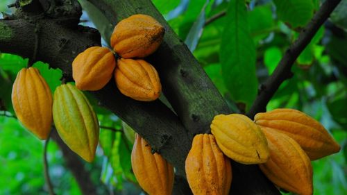 Cultivatorii de cacao din Ghana anticipează prețuri mai mari în acest sezon/Ghana este al doilea mare producător mondial de cacao