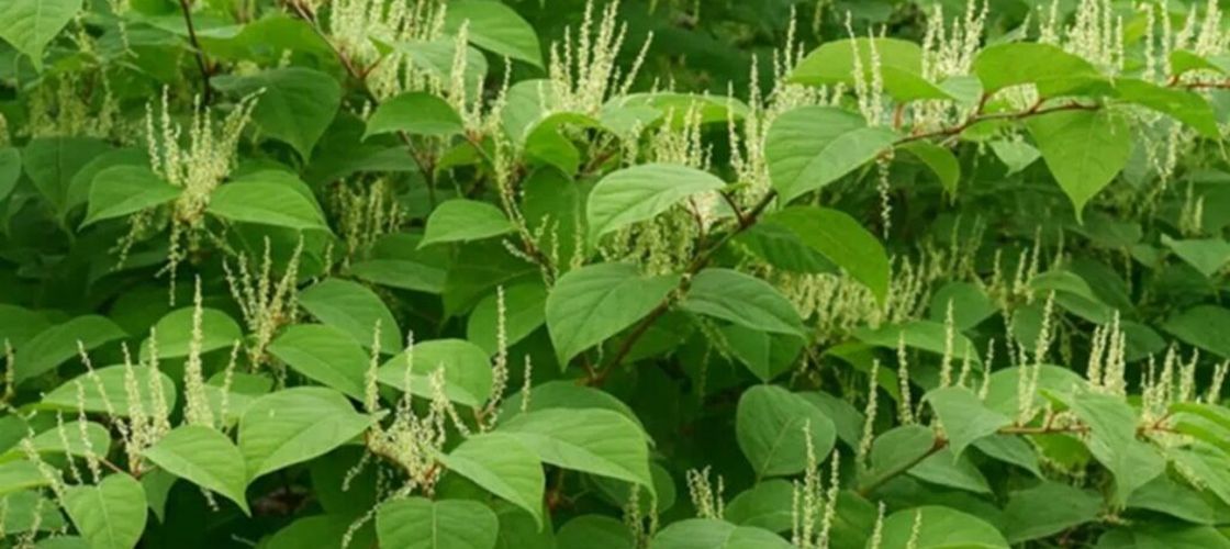 Trei plante invazive care pot crea probleme grave în grădină / Una poate provoca arsuri, iar alta poate afecta fundația casei și necesită eliminare specializată