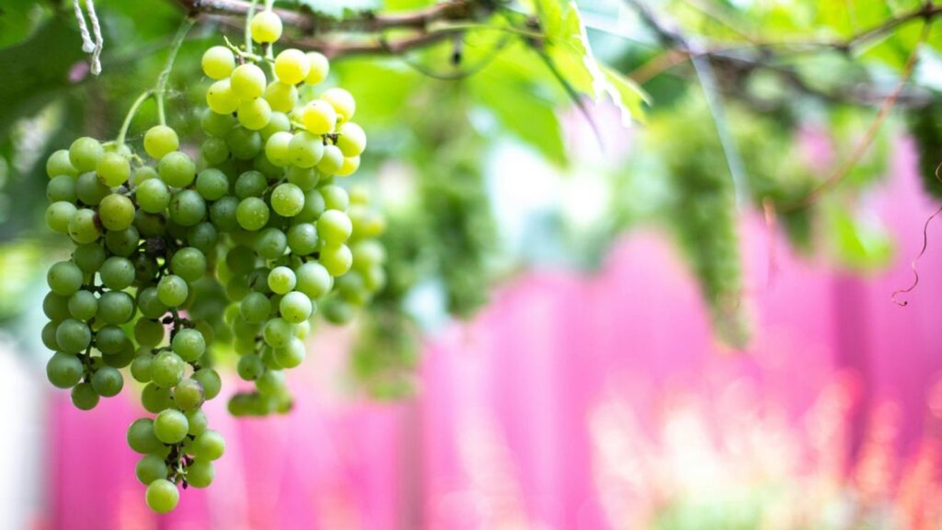 Sectorul şampaniei, presat să îşi protejeze reputaţia, după ce patru culegători sezonieri au murit anul trecut / Sindicatul CGT din Champagne susține că acum unii sezonieri dorm în pădure