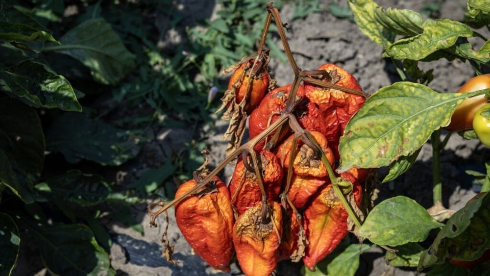 Bacterii, ciuperci și insecte depistate în culturile de ardei din Jirlău / Alertă fitosanitară la nivel național, din cauza unui agent patogen semnalat pentru prima dată în România