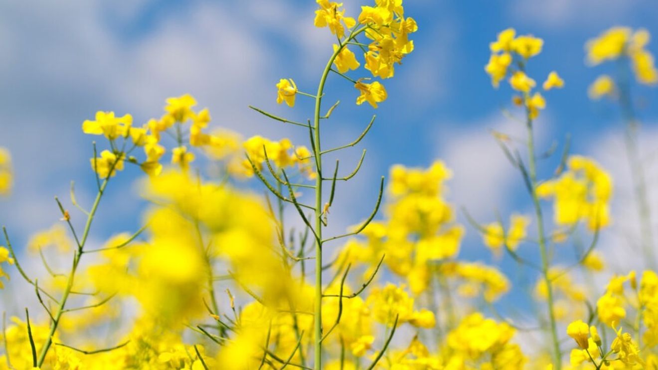 Larvele din silicvele de rapiță: Este eficient tratamentul chimic în această etapă? / Specialiștii spun că eficiența acestor intervenții este limitată