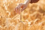 Prețul grâului atinge cel mai înalt nivel din ultimii trei ani, pe piața cerealelor, din cauza escaladării conflictului de la Marea Neagră