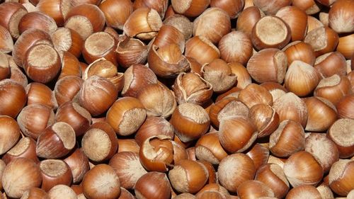 Aproape trei sferturi din producția mondială de alune de pădure vine dintr-o mică regiune turcească de la Marea Neagră / Giresun, locul în care produsele sunt prelucrate de femei