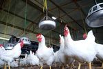 Aflată în insolvență, ferma Avicolă Șerban își vinde platformele avicole pentru 16,5 milioane de euro/Activele ajung la Familia Safir