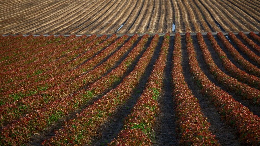 ANALIZĂ | Cooperativele agricole și drumul dificil spre raft: ce blochează accesul în marile lanțuri de retail