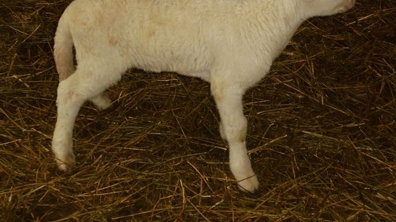 Transporturi ilegale de animale, descoperite de ANSVSA. Zeci de miei fără acte, dispăruți în județul Alba