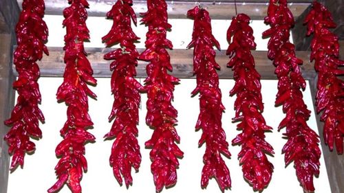 Lucrătorii Băncii de Resurse Genetice Vegetale Buzău poartă şi câte două perechi de mănuşi chirurgicale pentru protecţie la extragerea seminţelor din ardeii iuţi