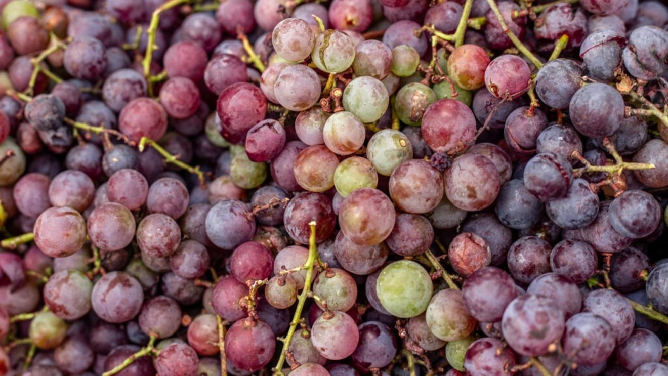 Resveratrolul, substanța „magică” din struguri sau fructe de pădure/Este motivul pentru care se consideră că vinul are unele proprietăți benefice