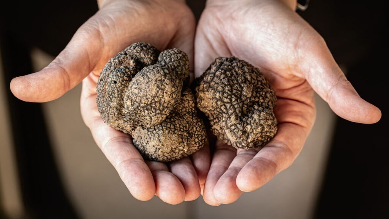 Patru tineri din judeţul Neamţ, amendaţi după ce au recoltat ilegal din fondul forestier de pe raza judeţului Buzău 23 de kilograme de trufe