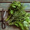 Planta aromatică asociată cu o memorie mai bună și un risc mai mic de declin cognitiv / Cercetătorii studiază potențialul său în boala Alzheimer
