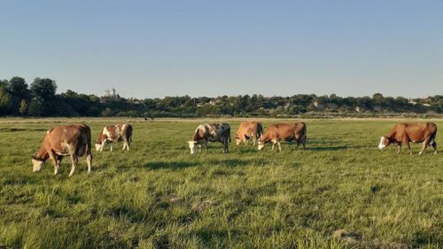 ”Vaca globalistă” sau ce le răspunde suveraniștilor un fermier din Oltenia: ”E o rasă originară din Elveția, pentru ea folosesc material seminal din Germania ... sedila e din China”