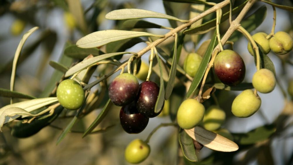 Criza uleiului de măsline este atât de gravă în Grecia încât hoţii au ajuns să fure tot măslinul, lăsând doar ciotul, iar alteori dispar cu ramurile încărcate cu măsline