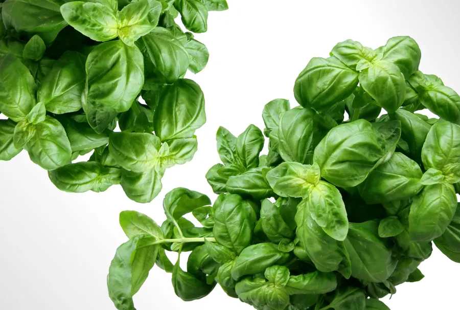 busuioc-proaspat-iarba-mediteraneana