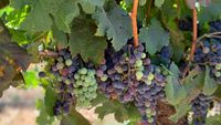Podgoriile din California dispar pe fondul scăderii consumului de vin / Fermierii lasă strugurii pe viță sau defrișează plantațiile