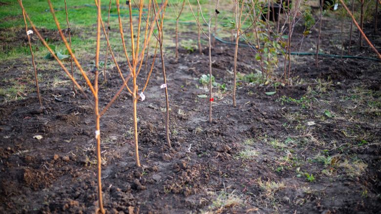 7 pomi fructiferi pe care îi poți planta în această toamnă. Cum alegi soiul potrivit și ce trebuie să faci înainte de iarnă