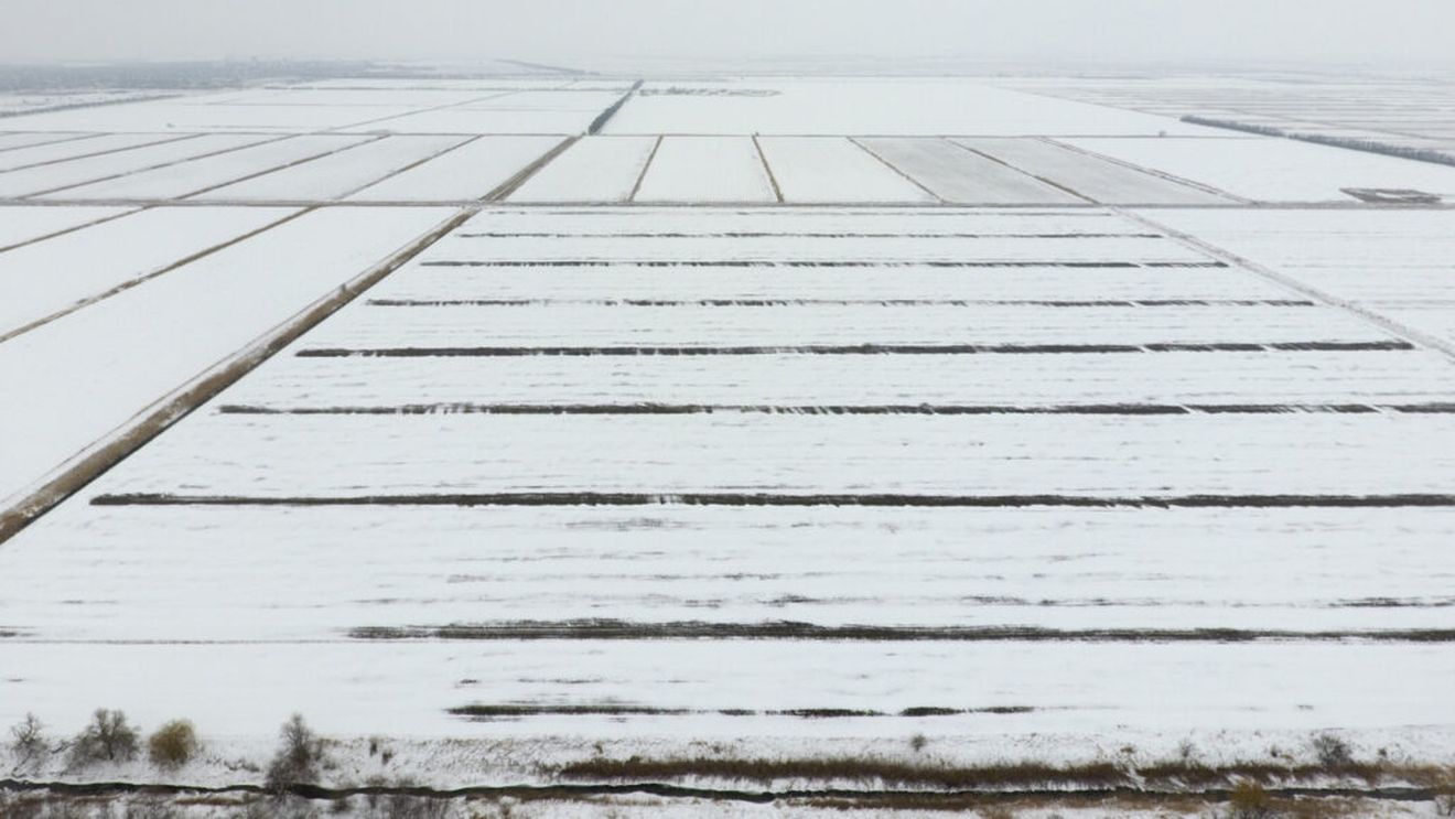 Ministrul Agriculturii, optimist în ceea ce privește sfârșitul a patru ani de secetă: „A nins exact în zonele unde am avut probleme cu deficitul de apă” / Fenomenele meteo au produs pierderi în sectorul vegetal de peste 2.5 miliarde de euro în 2024 