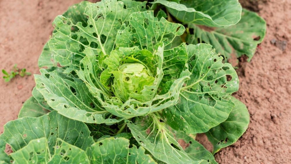 Atenție la culturile agricole în luna iunie / Este începutul perioadei de hrănire intensă a dăunătorilor – ce trebuie să știe fermierii