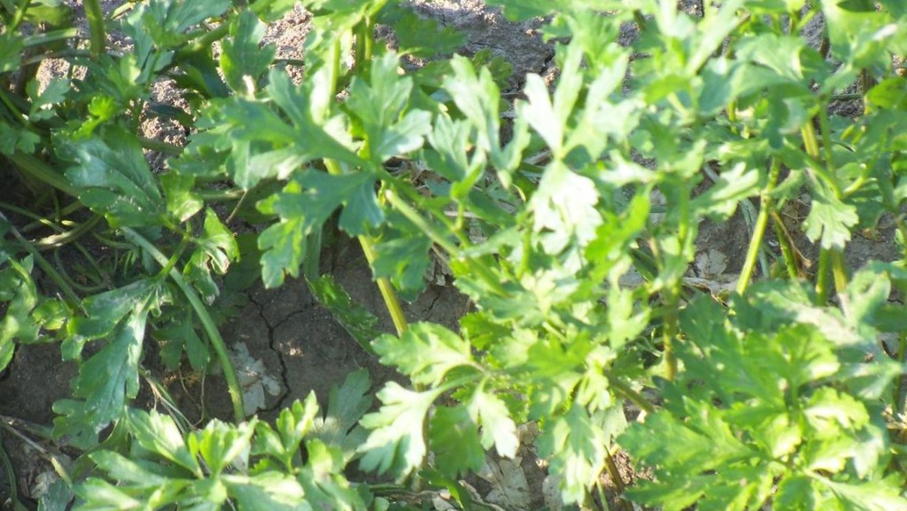 ”Arma alimentară” scoasă la frontieră