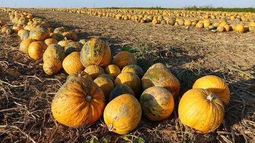 Există o varietate de dovleac ale cărui semințe nu au coajă. Sunt folosite în producția de ulei, pulpa nefiind foarte gustoasă. Proprietățile uleiului de dovleac