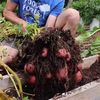 Cum să crești o recoltă uriașă de cartofi cu efort minim și un spațiu foarte mic / Metoda ingenioasă a unui grădinar a devenit virală