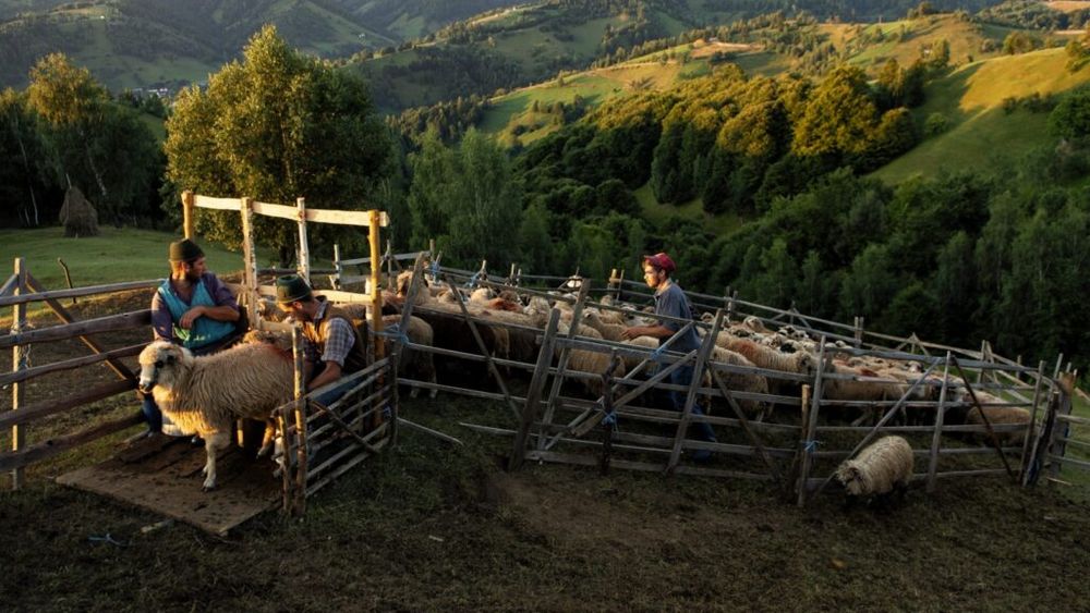 SONDAJ | Fermierii români, tot mai vulnerabili în fața schimbărilor climatice: Majoritatea agricultorilor afirmă că apa devine problematică, că numărul insectelor polenizatoare este în descreștere, iar ploile au devenit foarte acide și dăunătoare