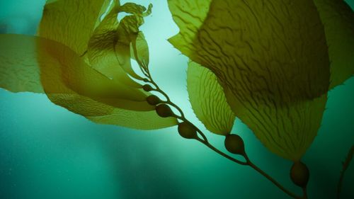 Climă: Dispariţia pădurilor subacvatice ameninţă peştii şi crustaceele / În anumite locuri, câteva mii de tone de biomasă de alge au dispărut, afectând ecosistemul și pescuitul