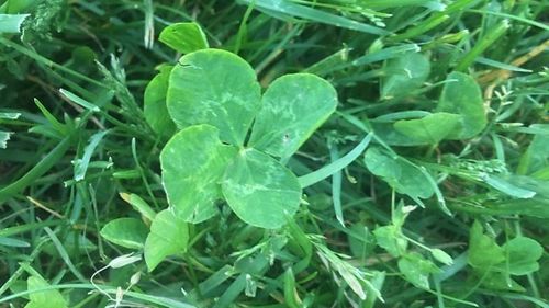 Cum poate fi păstrat azotul în agricultura ecologică / Cercetătorii germani au descoperit secretul compostului din iarbă de trifoi