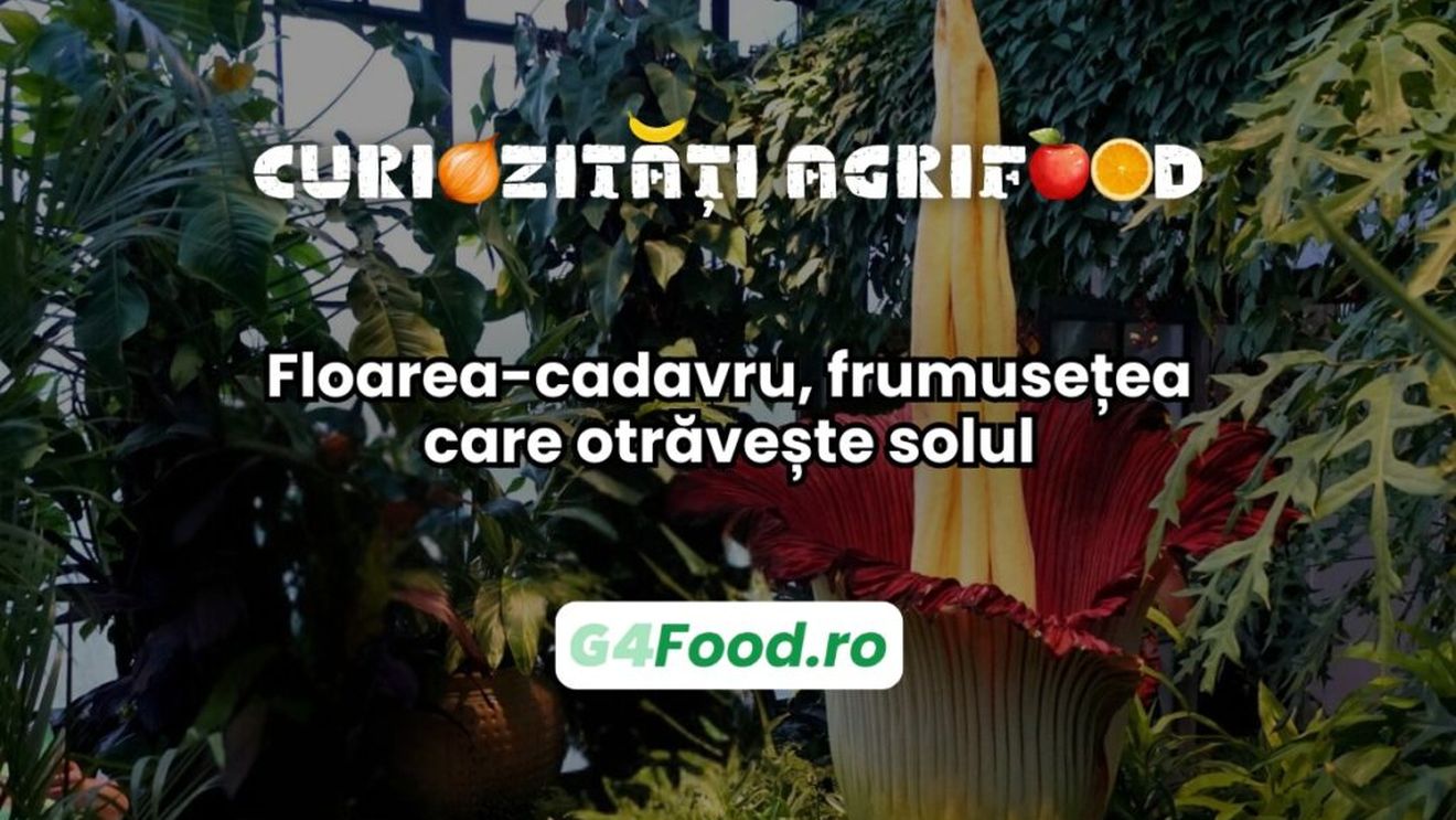 Curiozitate agri-food: Floarea-cadavru, frumusețea care otrăvește solul / Planta eliberează substanțe toxice în sol care împiedică dezvoltarea altor specii în apropiere