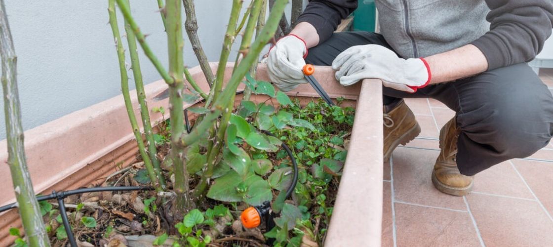 7 fructe și legume care cresc bine la umbră, în ghivece pe balcon. Nu ai nevoie de o terasă însorită pentru o recoltă bogată