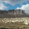Crescătorii de ovine și caprine cer demisia conducerii ANSVSA și amenință cu proteste/ Termenul limită dat de Federația Națională ROMOVIS este de 19 iunie