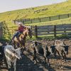Creșterea costurilor îi nemulțumește pe fermierii americani care l-au votat pe Trump. Importurile de carne de vită stârnesc controverse