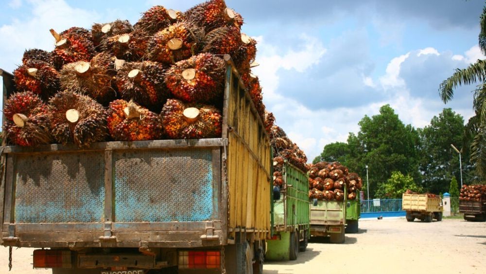 Europa schimbă regulile pentru uleiul de palmier / Companiile caută soluții sustenabile, între presiuni și noi acorduri comerciale