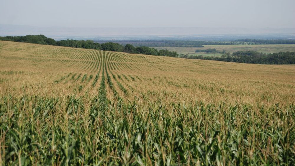 Cum a fost recolta de porumb și floarea-soarelui în Maramureș. Ce spun fermierii despre producția din acest an